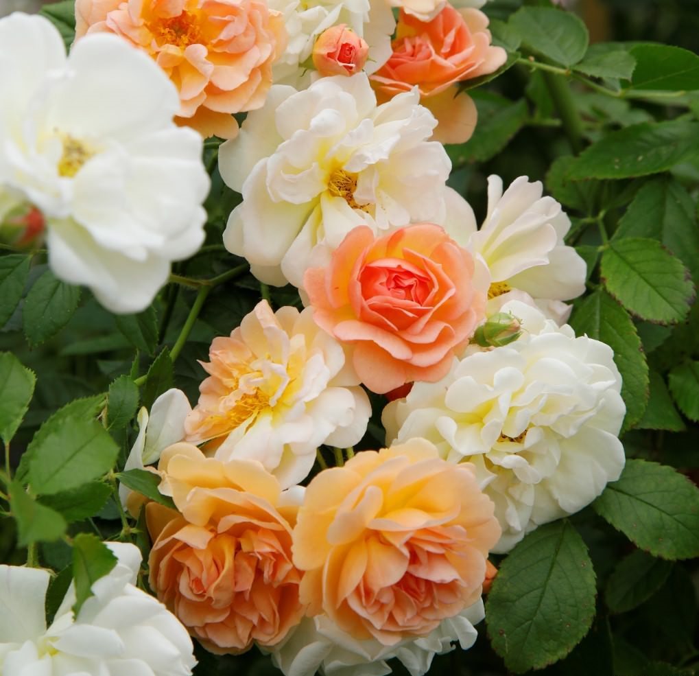 Роза плетистая Гислен Де Фелигон